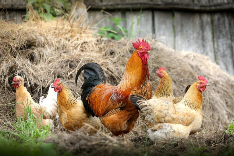 Savoir-faire agricole de la Ferme de Kermaria