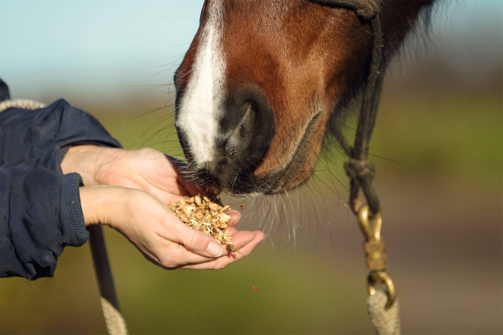 Aliments pour chevaux fabriqués en Bretagne