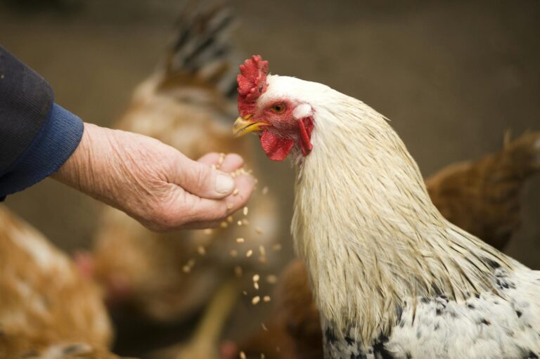 Gamme complète d’aliments pour basse-cour et pigeons