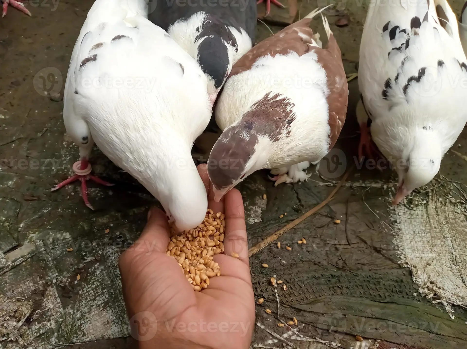 Graines et protéagineux cultivés à la ferme